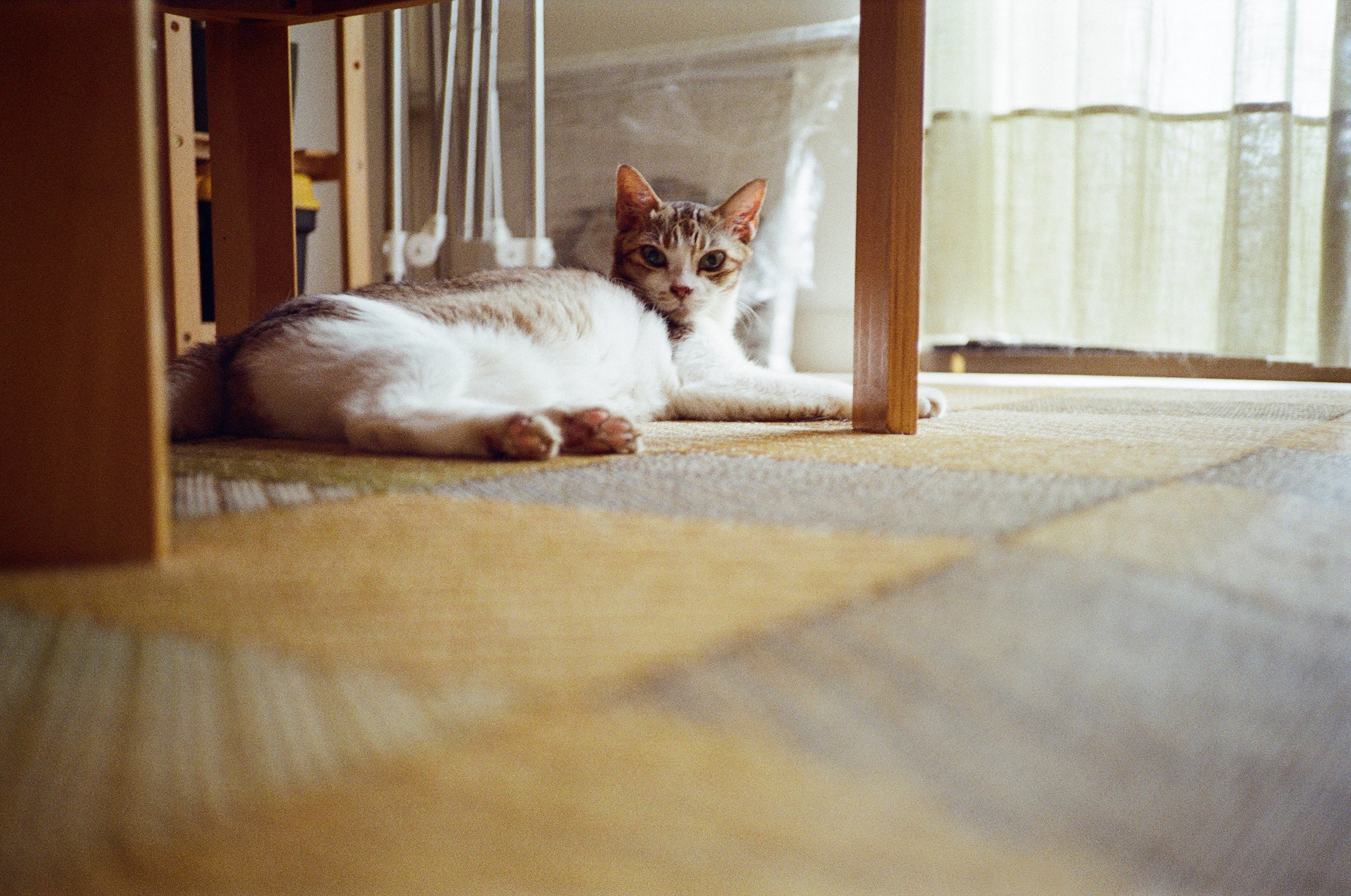 Rollei 35AF sample shot