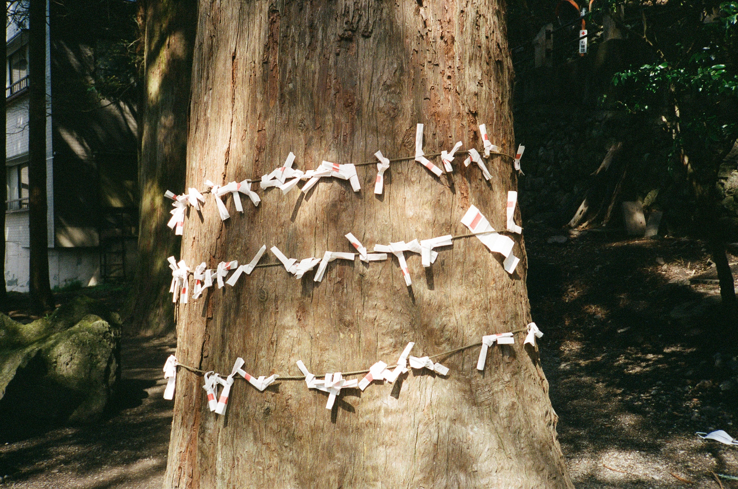 Rollei 35AF sample shot
