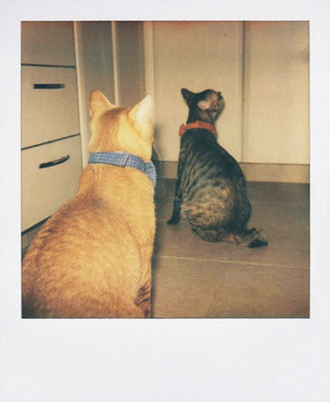 SX-70 sample shot