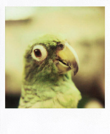 SX-70 sample shot