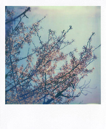 SX-70 sample shot
