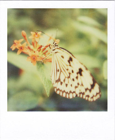 SX-70 sample shot