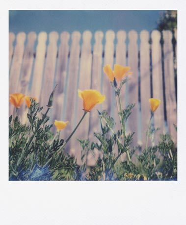 SX-70 sample shot