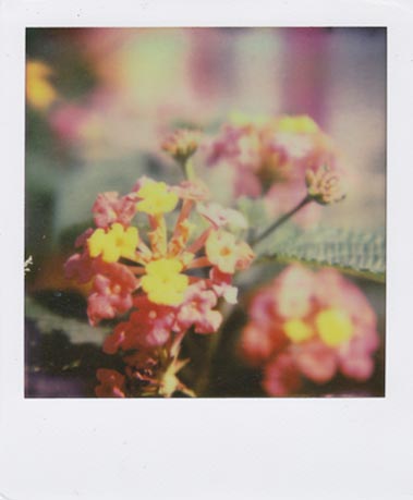 SX-70 sample shot